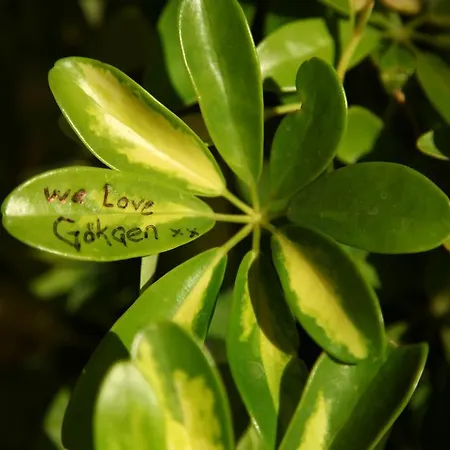 فندق Gokcen أولدينيس
