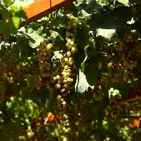 Appartamento Gokcen Ölüdeniz