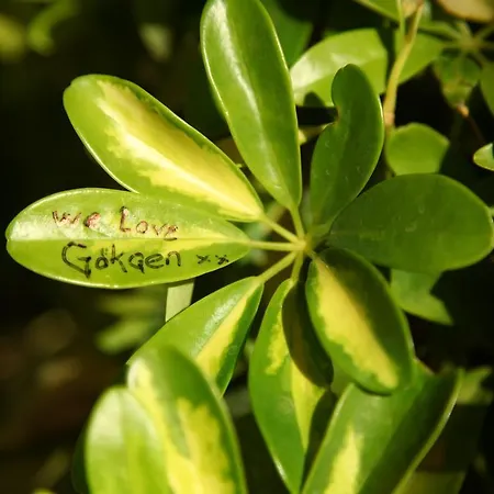 Gokcen Ölüdeniz